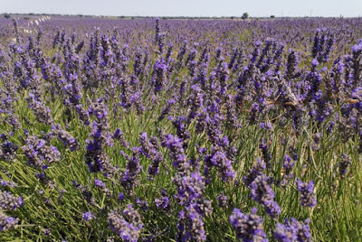 Campos de Lavanda de Brihuega.