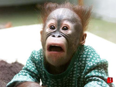 funny pictures of monkeys. Very Funny Pictures Of Monkeys