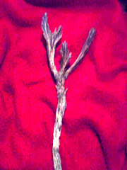 YAMADORI