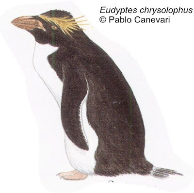 Pingüino de frente amarilla Eudyptes chrysolophus