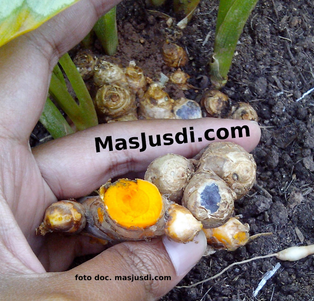 http://www.masjusdi.com/2015/12/tanaman-kunyit-hitam-konon-tanaman-obat.html