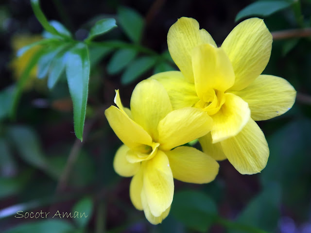 Gelsemium sempervirens