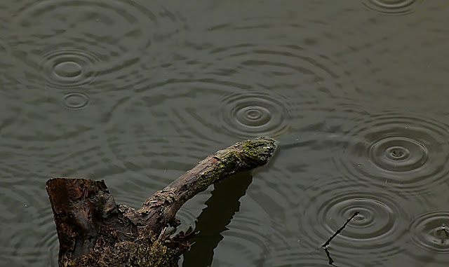 GOTAS_LOS_CHARCONES_DE _MIGUEL_ESTEBAN