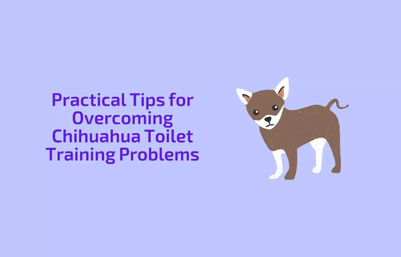 Chihuahua Toilet Training Problems
