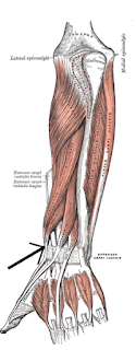 extensor pollicis brevis muscle