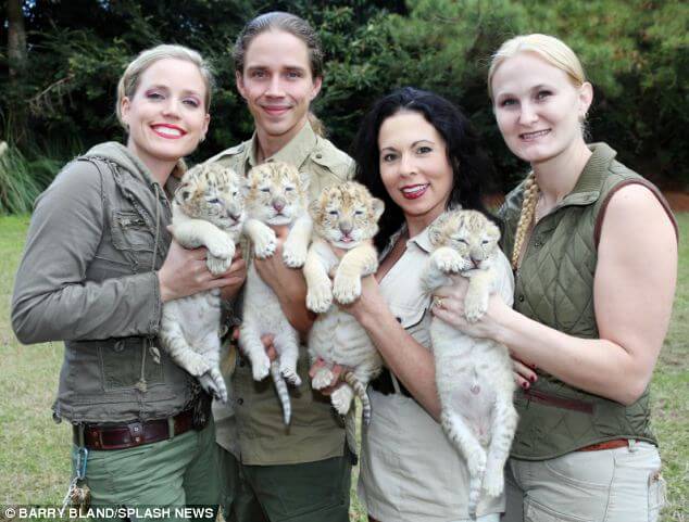 These Beautiful And Extremely Rare White 'Ligers' Are The Babies Of A White Lion And A White Tiger