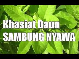 Jual Kapsul Daun Sambung Nyawa Di Padang Pariaman | 0812-1666-0102 