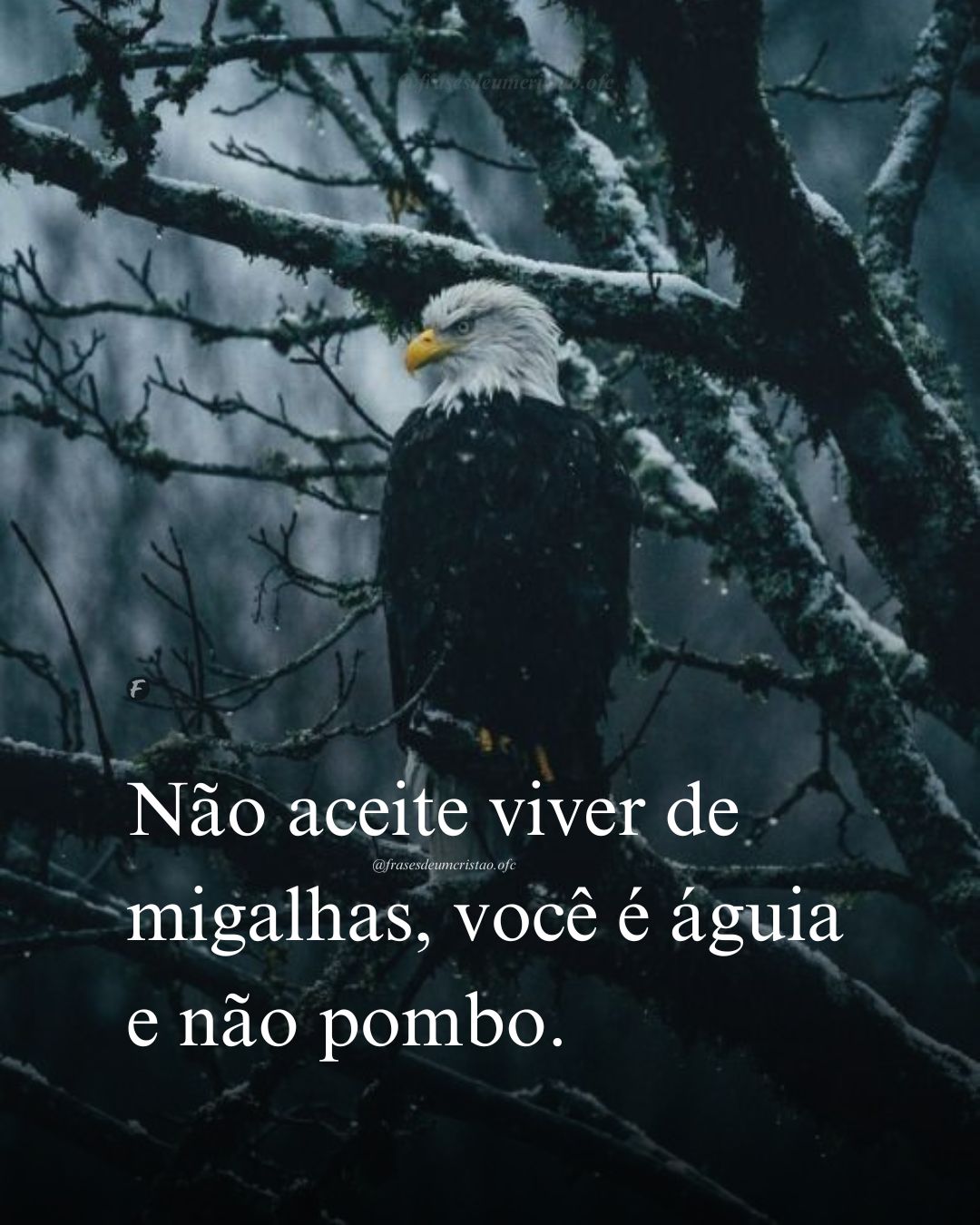 Não aceite viver de migalhas, você é águia e não pombo.