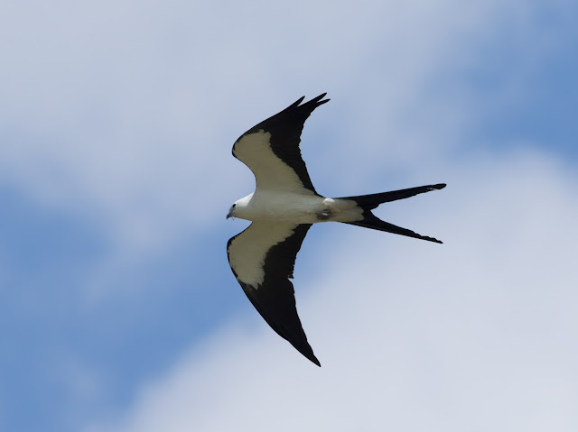 Swallow-tailed Kite - Stormwater Treatment Area 5/6, Florida