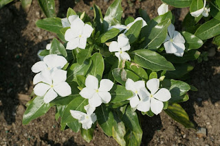 Catharanthus roseus 'Pacifica White'