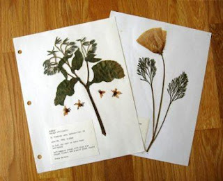 Cara Membuat Herbarium ( Pengawetan spesimen Kering ) dengan Sederhana