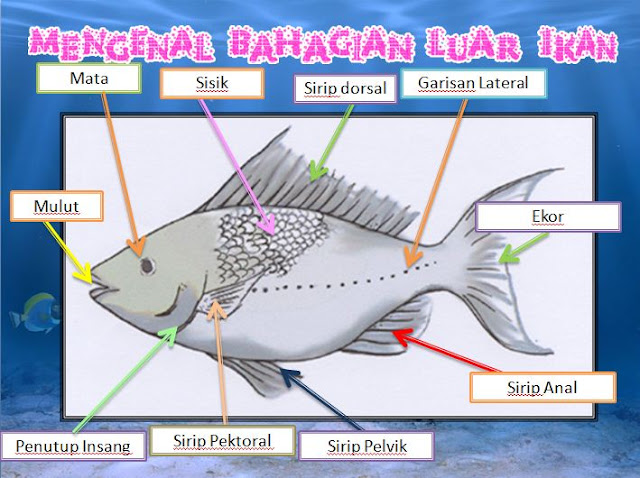 KH ku Cintai: Mengenal Bahagian Ikan
