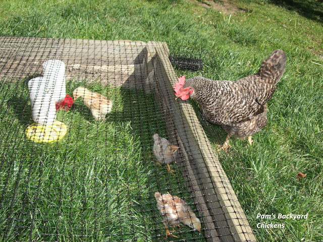 As baby chicks get older, people wonder when their baby chicks can get outside time for exercise and to scratch and peck. But when is that possible? Are there small steps you can take toward the ultimate goal?