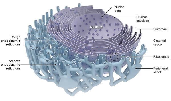 Endoplasmic Reticulum