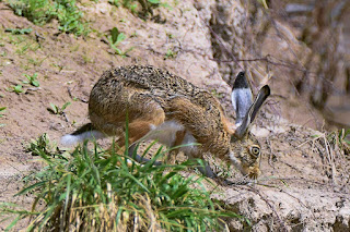 liebre-iberica-lepus-granatensis-