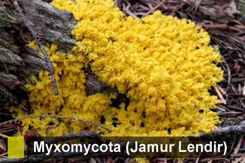 Myxomycota Jamur  Lendir Tidak Bersekat Pengertian Ciri 