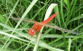 Red dragonfly