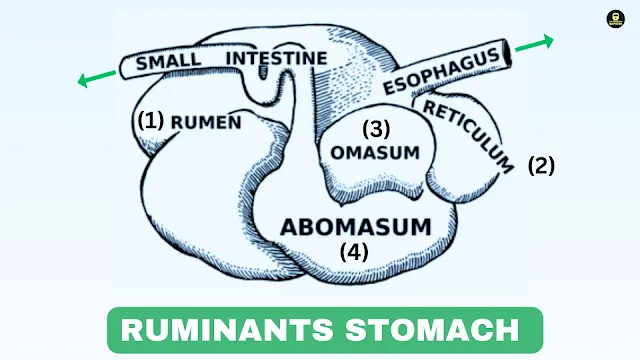 Ruminant Stomach Anatomy,cow Stomach Structure,cow stomach.rumen cow stomach,cow stomach chambers , animals digestive systems,digestive system in animals,animal digestive system,ruminant digestive system,ruminant stomach,animals with a four-compartment stomach,
