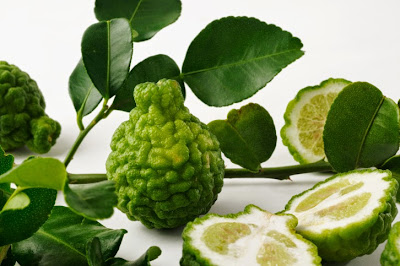 Cây chúc còn gọi chanh Thái hay Kaffir lime