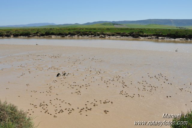 Marismas del Barbate