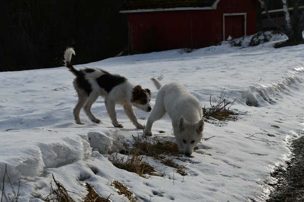 hvit gjeterhund border collie
