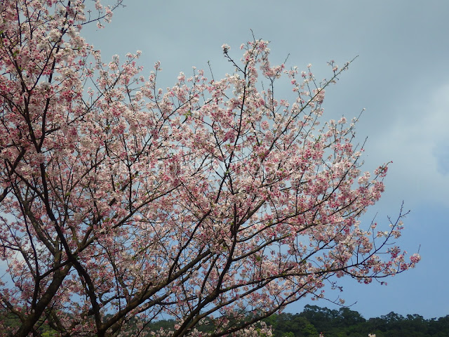 Taipei cherry blossoms Orange Cafe