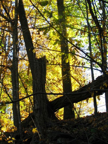 Autumn landscape