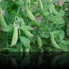 pisum-sativum-001