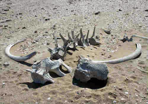 Skeleton Coast