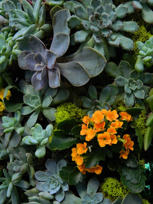 Allan Gardens Conservatory 2017 Christmas Flower Show Christmas tree topiary succulents detail by garden muses-not another Toronto gardening blog