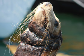 Ghost gear is killing our marine life and contributing greatly to the ocean's plastic problem, with more than 70% of microplastics by weight being fishing related. Pictured: a sea lion tangled in a gill net off the coast of California.