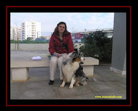 australian shepherd in children school