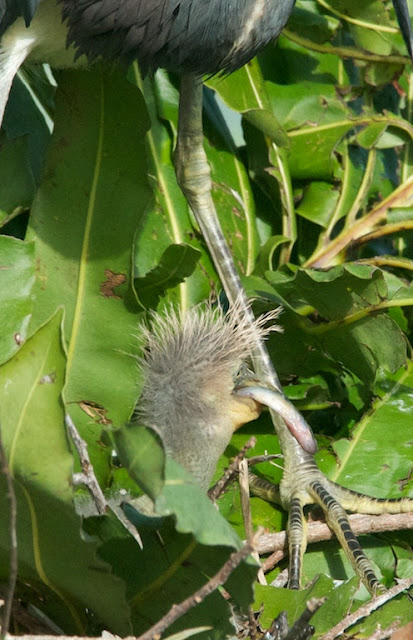 Tricolored Heron (Egretta tricolor)