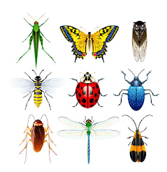 10 Golongan Kelas Insecta  Serangga Indo Biologi