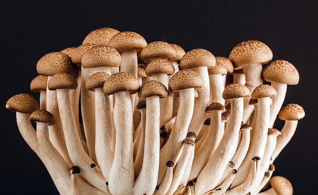 Top 10 Anti-Stress Foods - Mushrooms