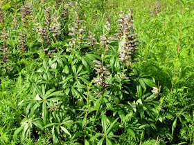 bigleaf lupine