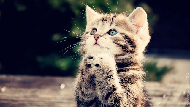 gambar-gambar kucing, foto kucing lucu, wallpaper kucing imut