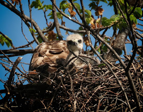 Tompkins Square red-tailed hawk nestling looking straight at us