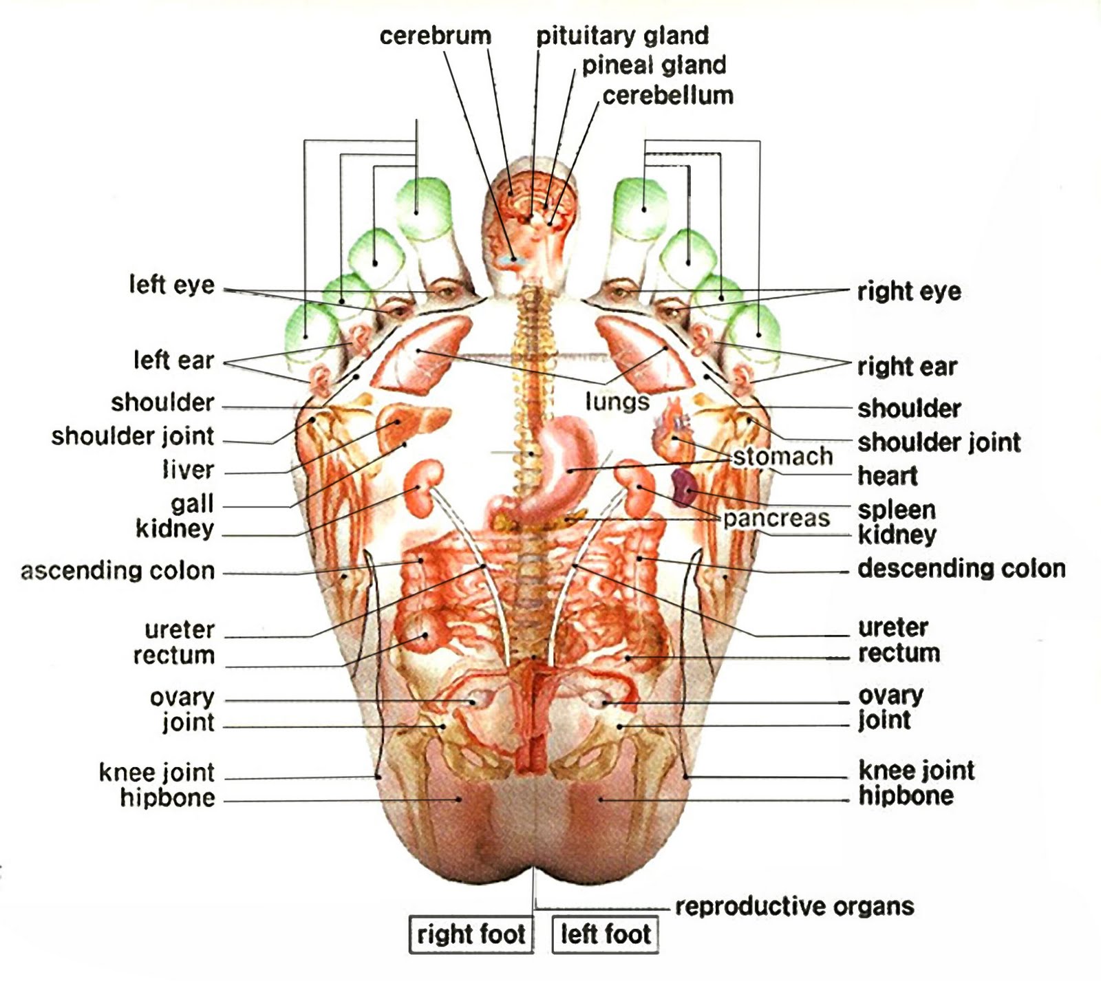 Healthy Life Crusaders: Comprehensive Foot Zone Reflexology