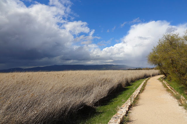 Itinerario a la torre de Prado Ancho - Tablas de Daimiel