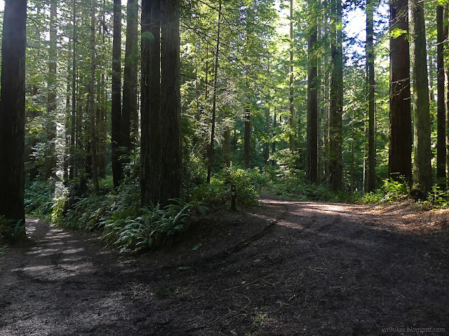 03: wide trail surrounded by trees and marked with crests and numbers
