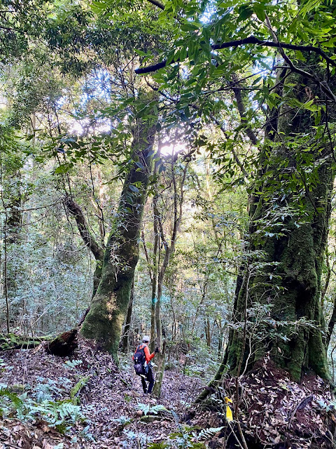 開高山西稜下