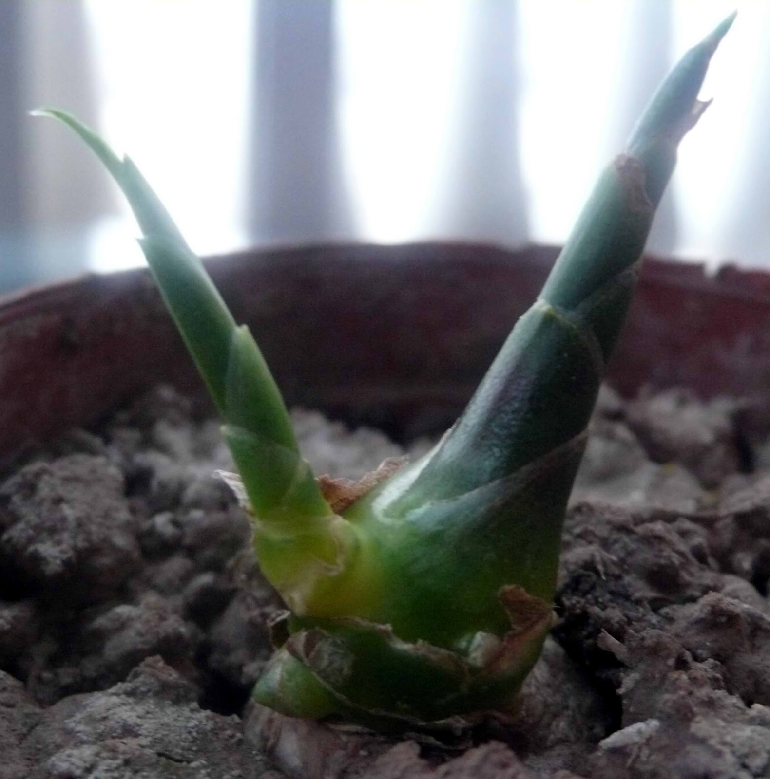 波特兰先生的博客 简说生姜栽培