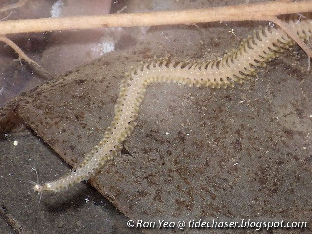 tHE tiDE cHAsER Annelid Worms Phylum Annelida  of Singapore