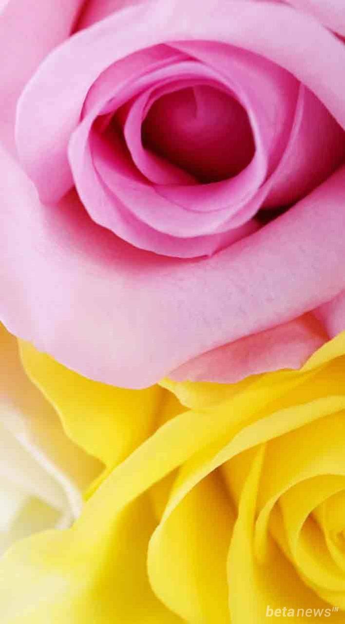 flowers pictures Whatsapp  Dp Pink  Color