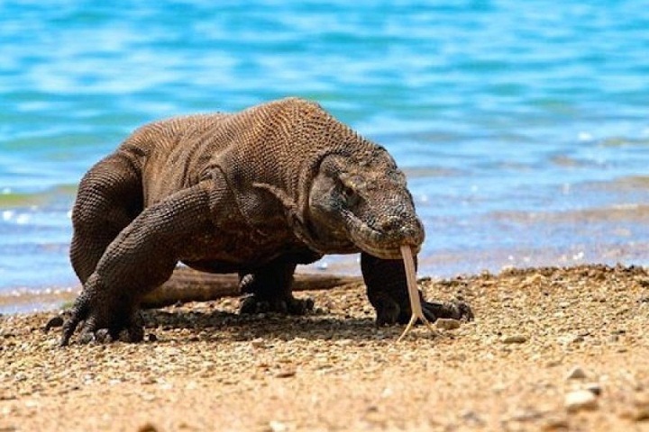 Mengapa Tubuh Komodo Berukuran Sangat Besar?