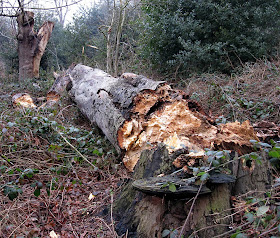 Fallen tree on West Wickham common