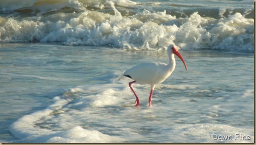 Sanibel_034