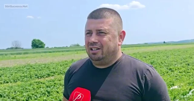 VIDEO Un sucevean întors acasă din Germania a dat lovitura după ce a investit toți banii într-un lan cu căpșuni