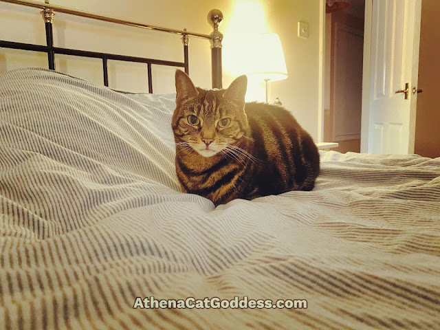 tabby cat sitting on the bed